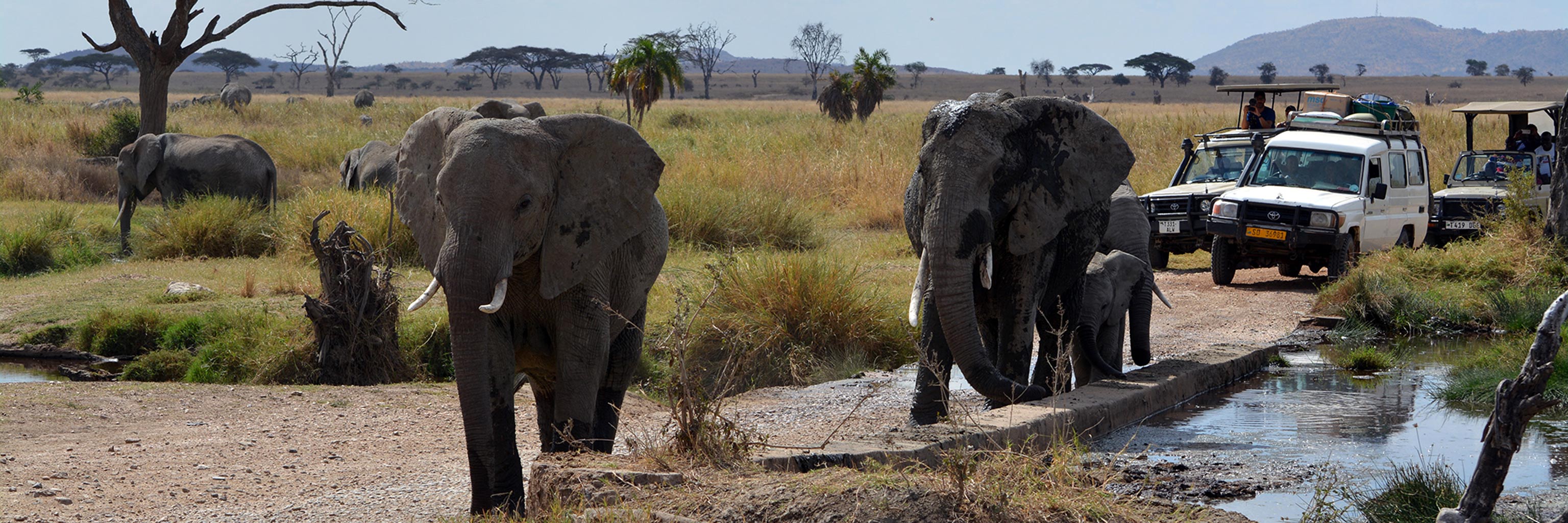 Caravan of researchers following elephants