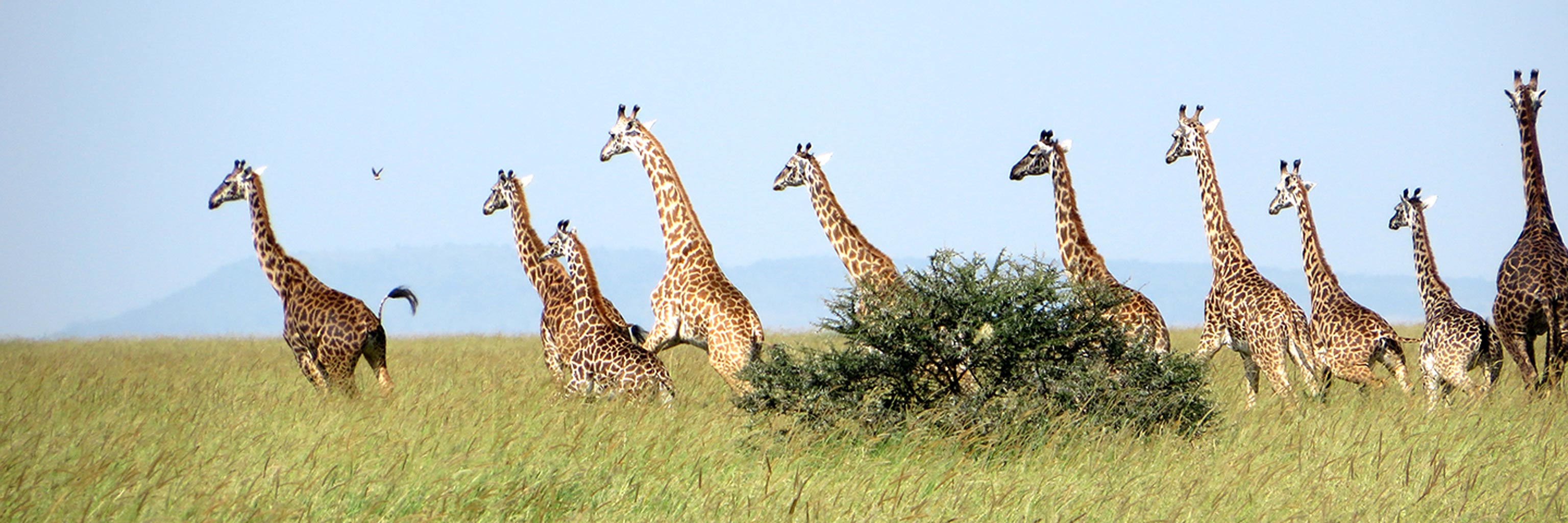 Pack of giraffes running 